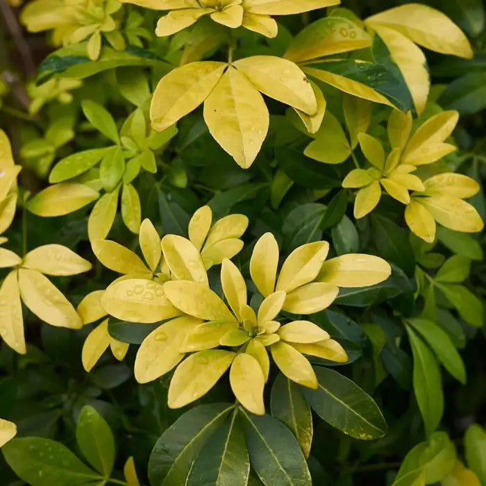 mexican_orange_blossom_-_golden_4