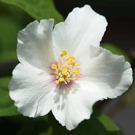 mock-orange-phil-species-2