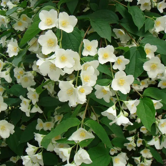 mock-orange-philadelphus_belle_etoile_3