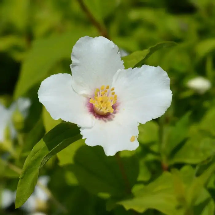 mock-orange-philadelphus_belle_etoile_4