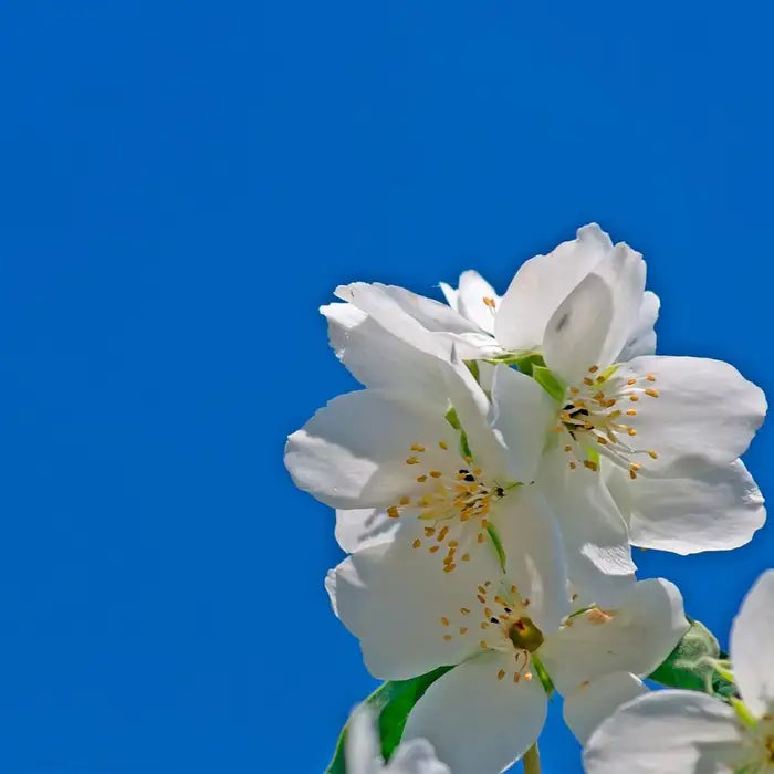 mock-orange-philadelphus_belle_etoile_5