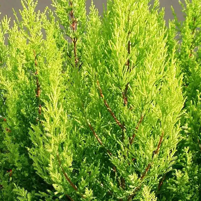 monterey-cypress-goldcrest-_cupressus-macrocarpa-goldcrest_-hedge-1