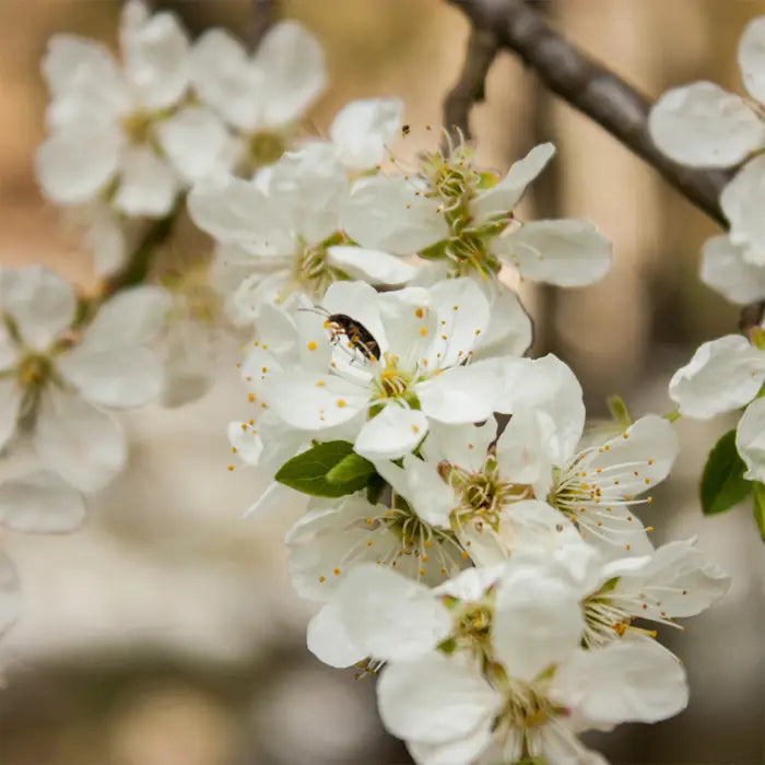 morello-cherry-tree-2