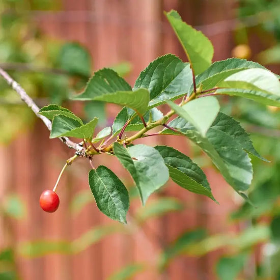 morello-cherry-tree-3