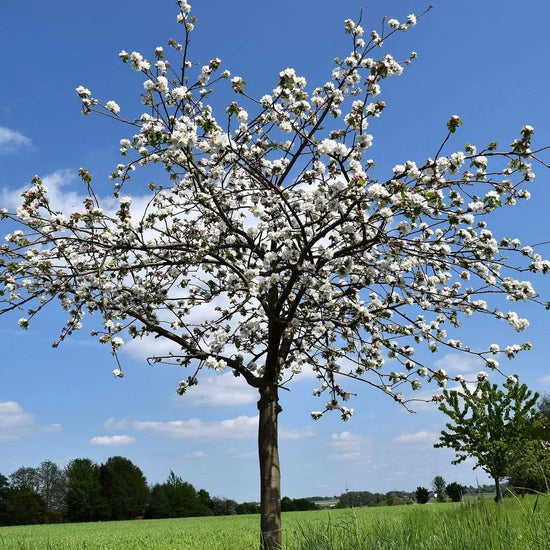 morello-cherry-tree-5