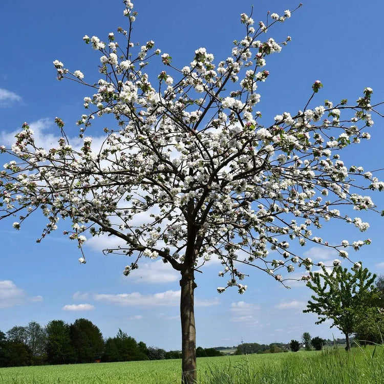 morello-cherry-tree-5
