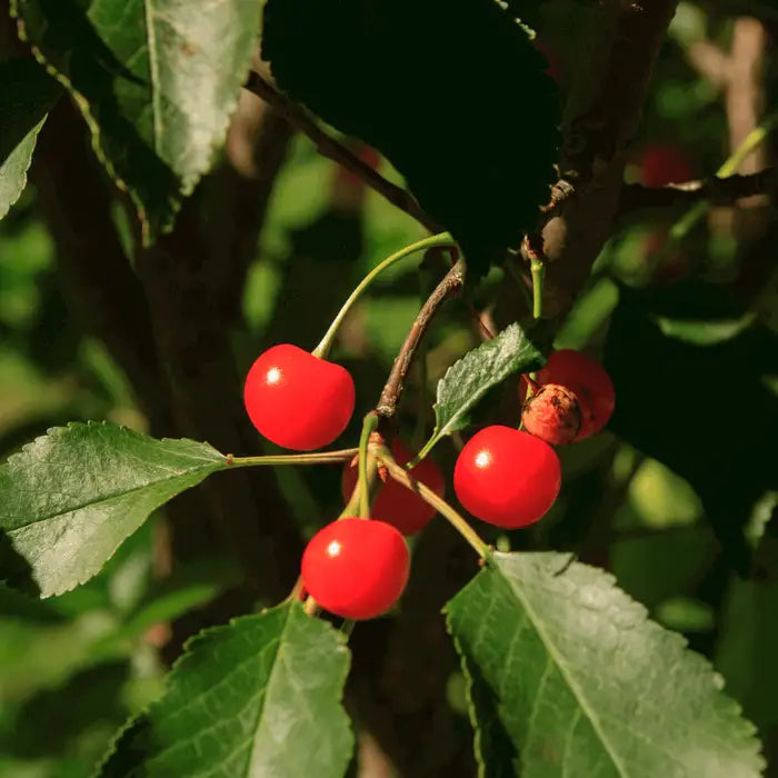 morello-cherry-tree_1