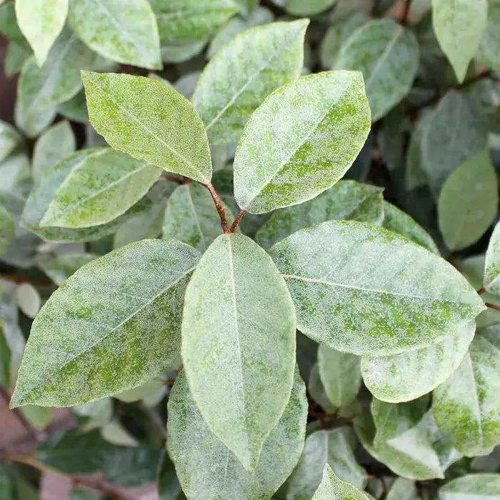Oleaster Hedge (Elaeagnus x ebbingei)