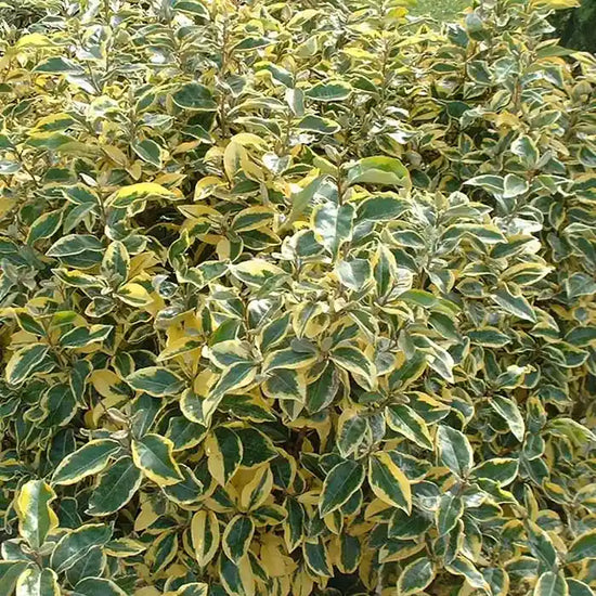 oleaster-gilt-edge-_elaeagnus-x-ebbingei-gilt-edge_-full-hedge-3