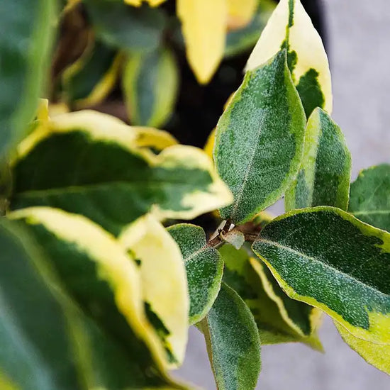 oleaster-gilt-edge-_elaeagnus-x-ebbingei-gilt-edge_-green-leaves-4