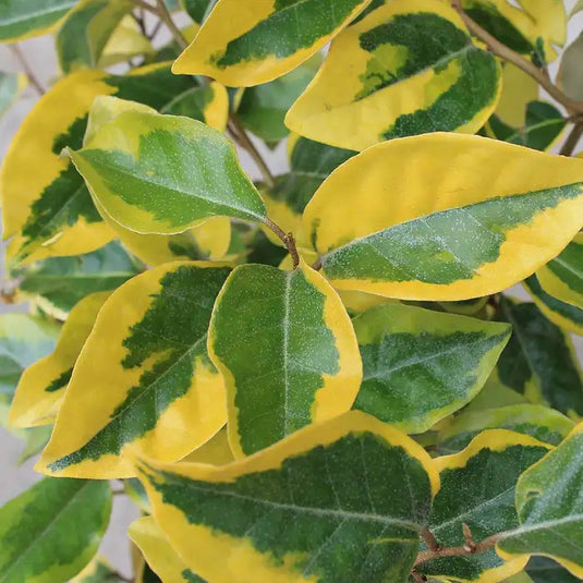 Oleaster 'Gilt Edge' Hedging...