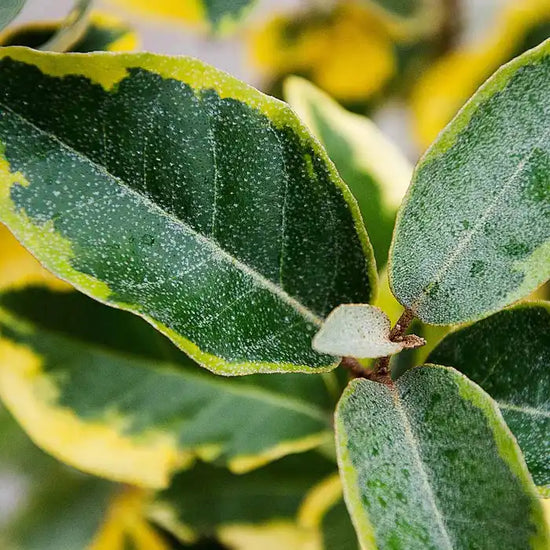 oleaster-gilt-edge-elaeagnus-x-ebbingei-gilt-edge-leaf-close-up-5