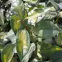 oleaster-limelight-_elaeagnus-x-ebbingei-limelight_-hedge-close-up-2