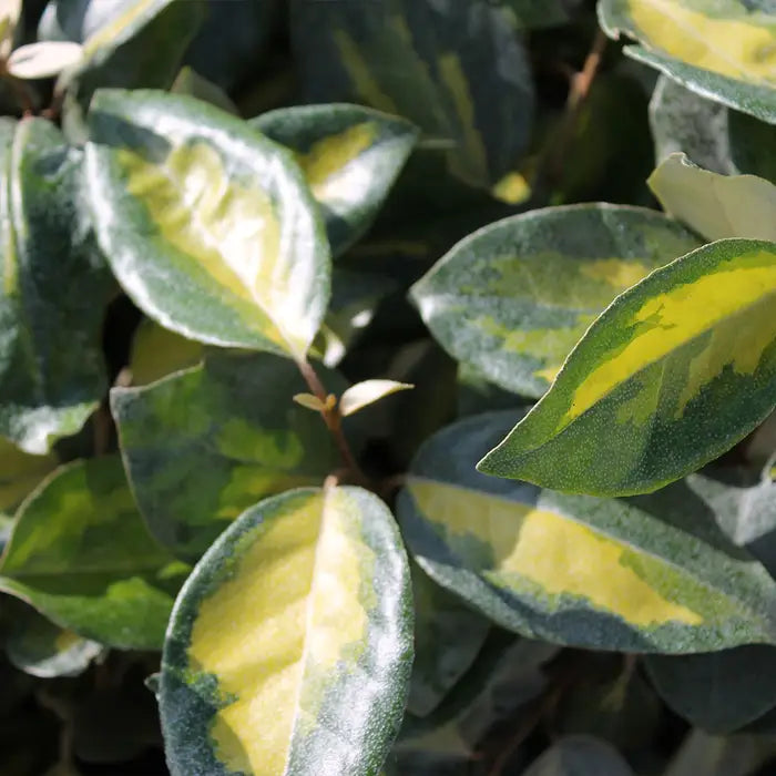 oleaster-limelight-_elaeagnus-x-ebbingei-limelight_-multiple-leaves-3
