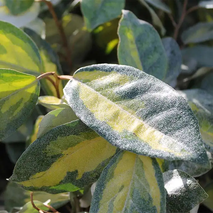 oleaster-limelight-_elaeagnus-x-ebbingei-limelight_-single-leaf-3