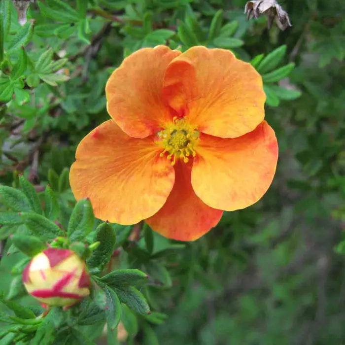 orange-potentilla-_potentilla-tangerine_-flower-and-bud-4