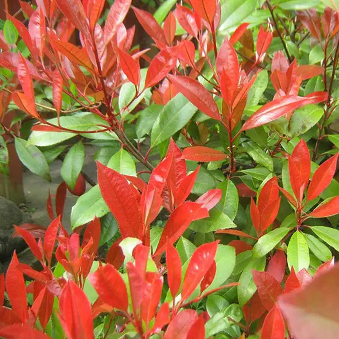photinia-x-fraseri-little-red-robin-leaf-close-up-2