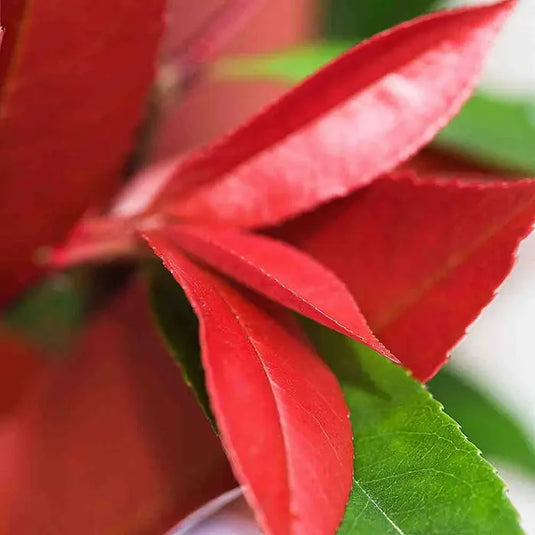 Photinia 'Red Robin' Tree...