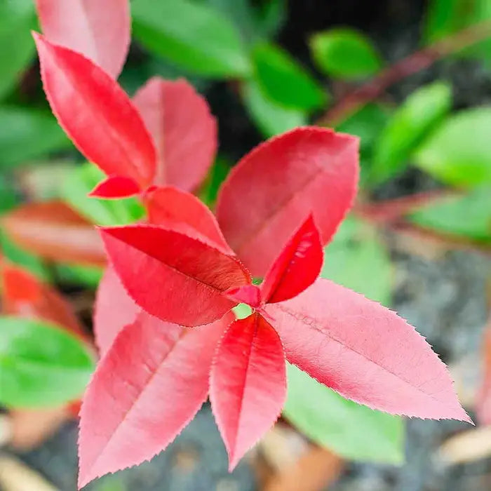 photinia_little_red_robin-4