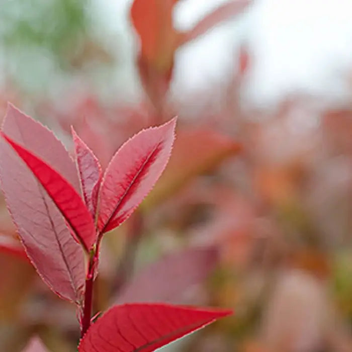 photinia_little_red_robin_3