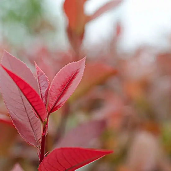photinia_little_red_robin_3