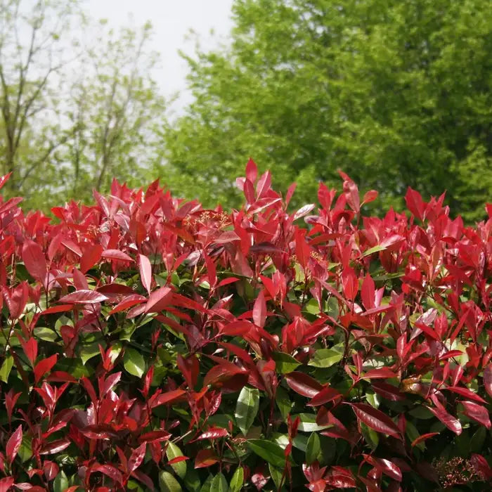 Photinia ‘Red Robin’ (Photinia x fraseri 'Red Robin')