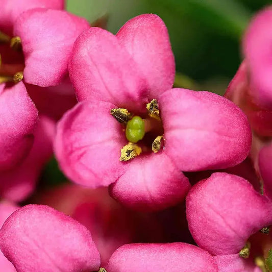 Escallonia Pink Hedge (Escallonia 'Apple Blossom')