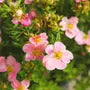 pink-potentilla-potentilla-pink-beauty-flower-cluster-2
