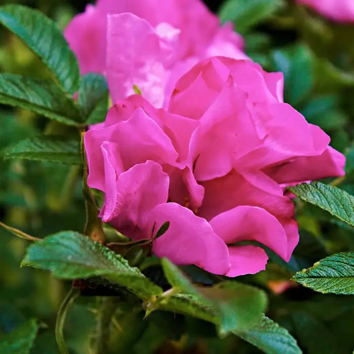 pink-romanus-rosa_rugosa_-_pink_4