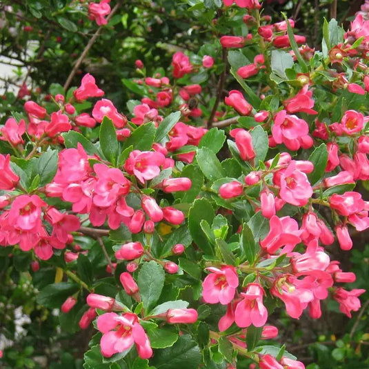 Escallonia Pink Hedging...