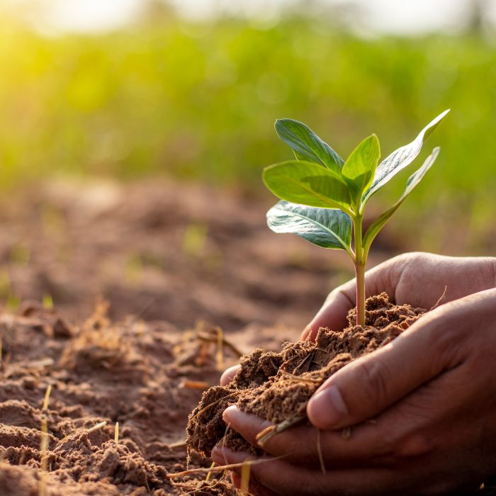 Planting Mix Soil