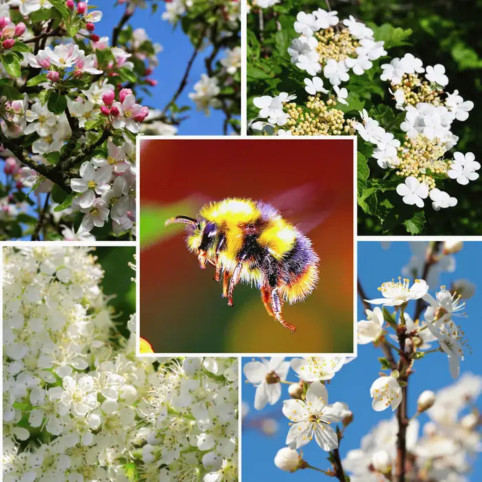 Pollinator Friendly Mixed Native Hedging