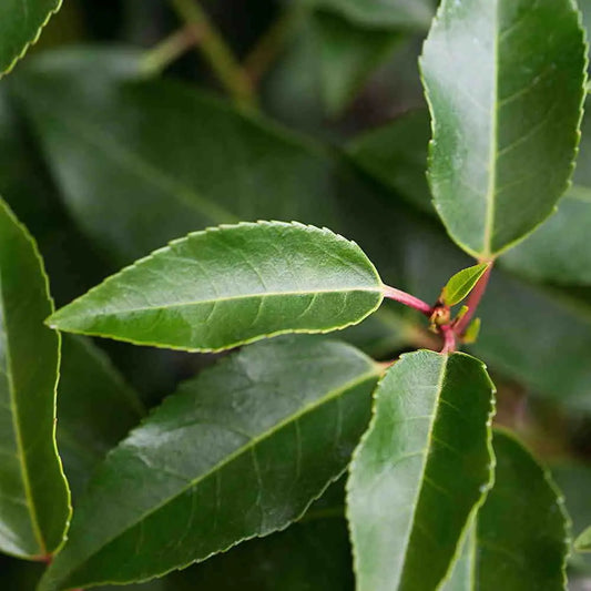 Portuguese Laurel collection (Prunus lusitanica)