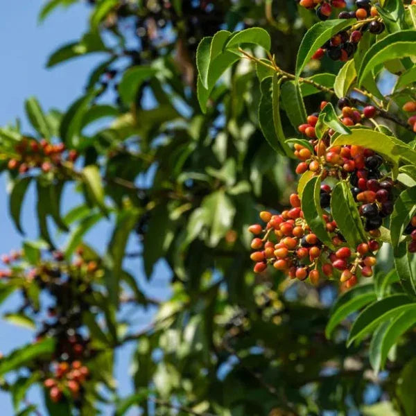 portuguese-laurel-pleached-tree-2