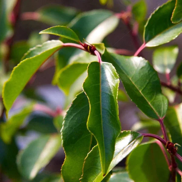 portuguese-laurel-pleached-tree-4