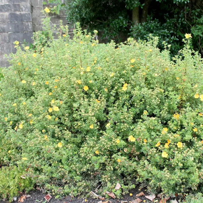 potentilla_orange_2