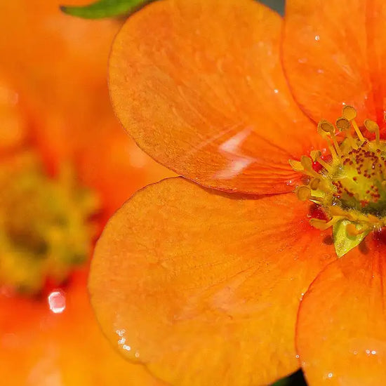 potentilla_orange_3