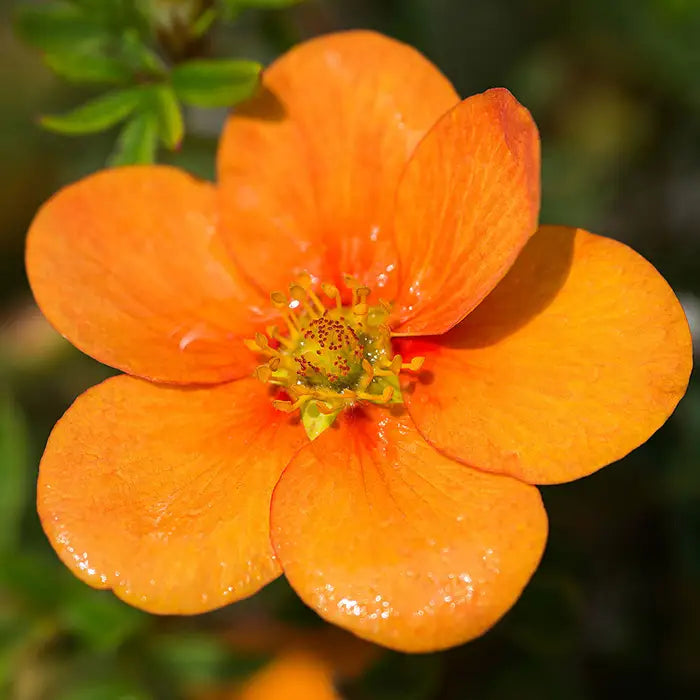 //www.everythinglandscaping.co.uk/cdn/shop/files/potentilla_orange_5.webp?v=1770806163