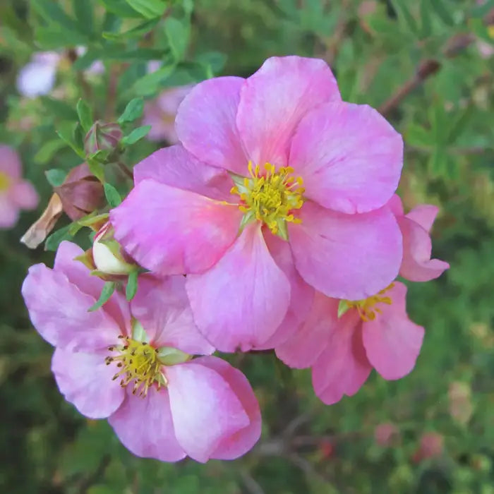 potentilla_pink_3