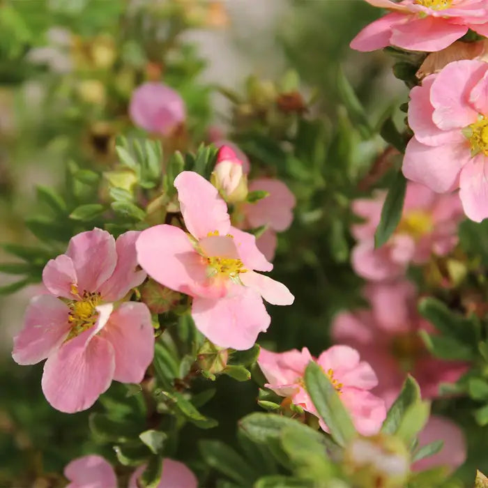 potentilla_pink_4