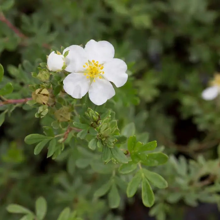 potentilla_white_2