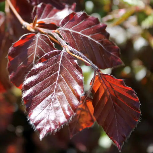 Purple Beech Hedge (Fagus sylvatica 'Purpurea')