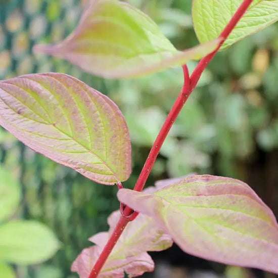 red-dogwood-cornus-alba-stems-and-leaf_2
