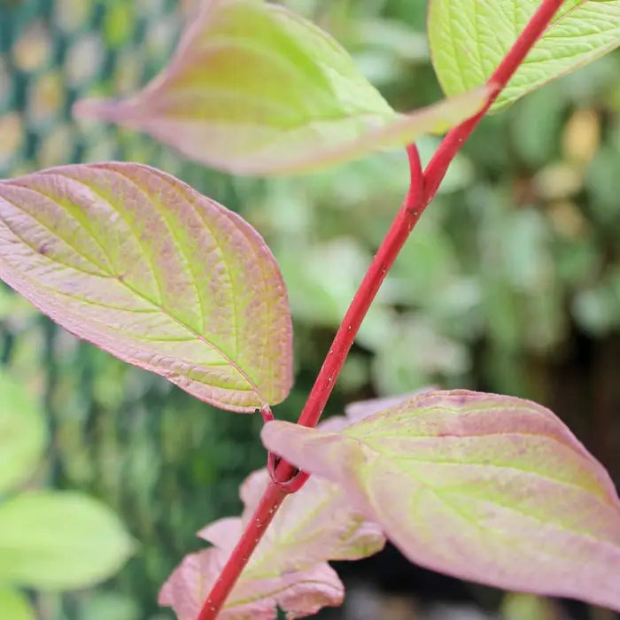 red-dogwood-cornus-alba-stems-and-leaf_2