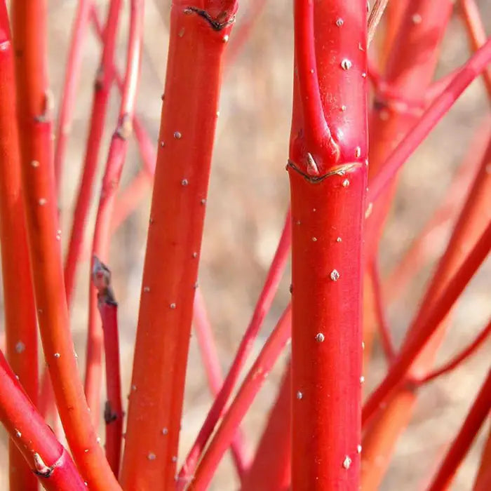 red-dogwood-cornus-alba-stems-close-up-3