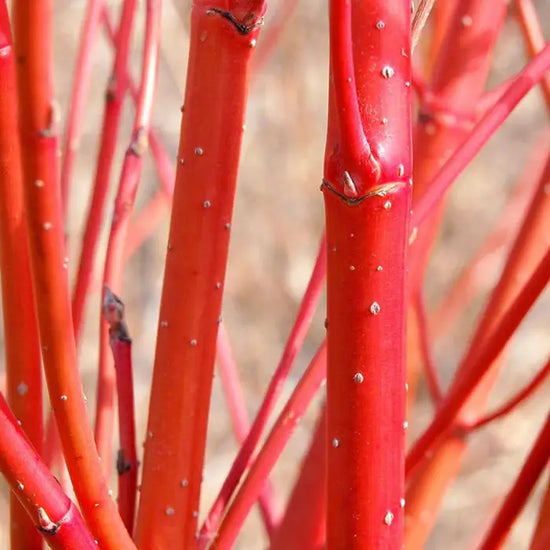 red-dogwood-cornus-alba-stems-close-up-3