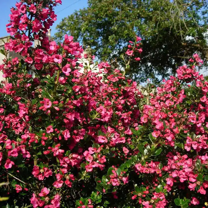 red-escallonia-_escallonia-macrantha-rubra_-full-hedge-2