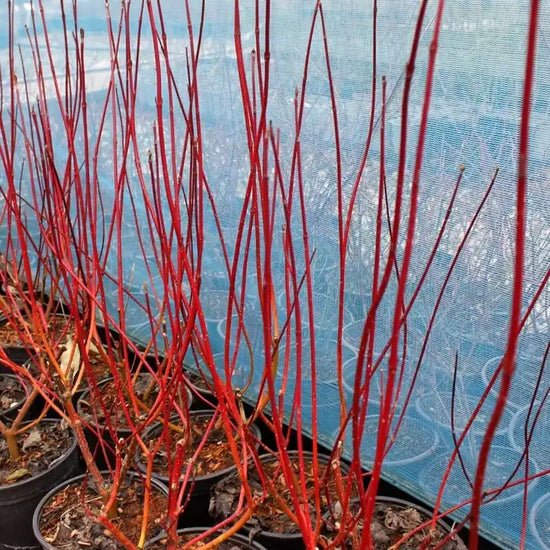 red_dogwood_-_winter_5
