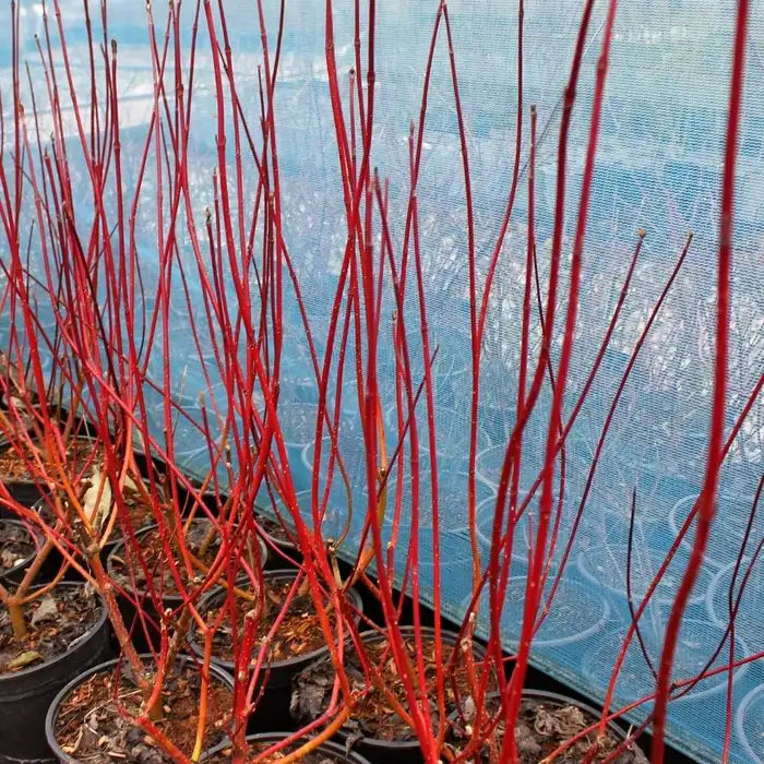 red_dogwood_-_winter_5