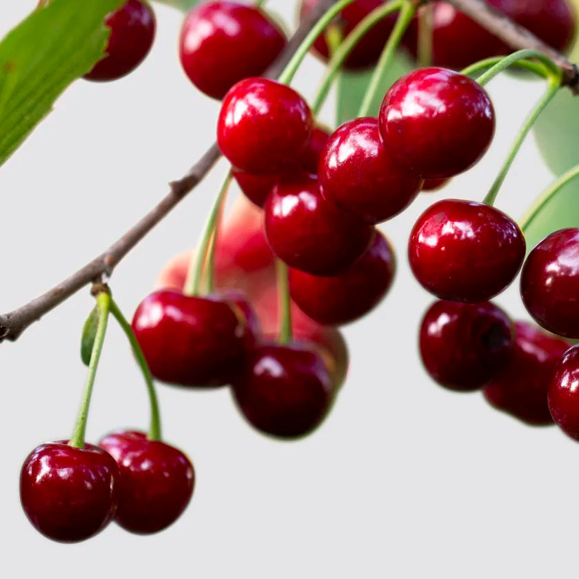 regina-cherry-4